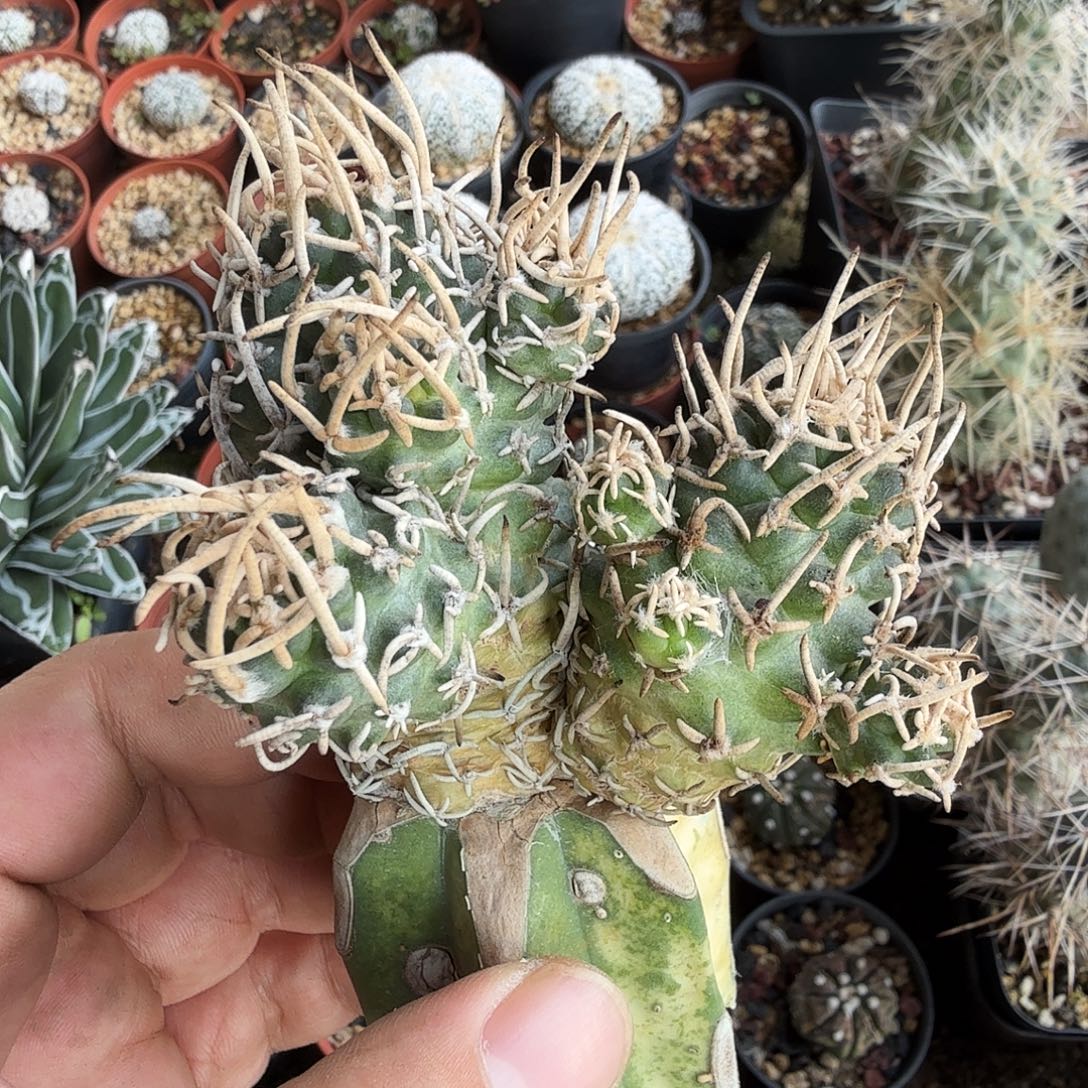 一代飞鸟侧转多肉植物