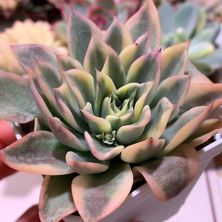 海浪锦锦锦锦锦锦