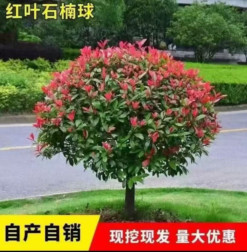 红叶石楠球树苗四季常青适用于室外庭院绿化 火焰红