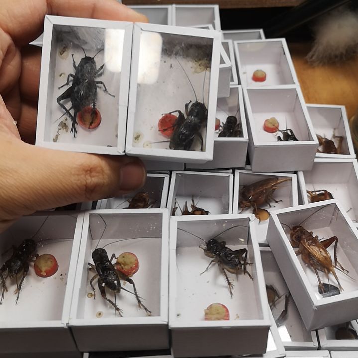 失*中三条白虫两条小黑虫