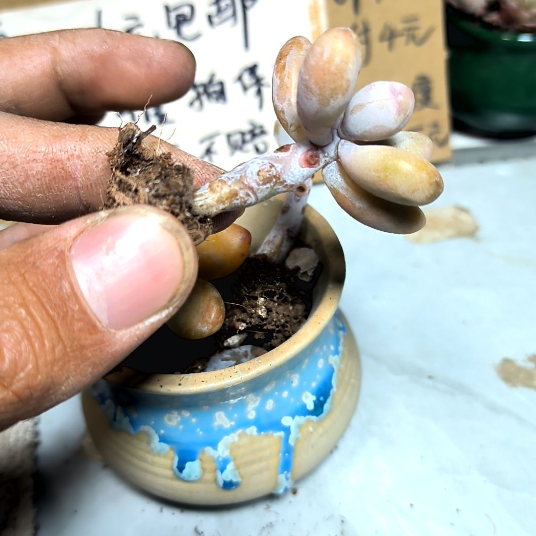 满6元包邮，垃圾桃蛋俩颗