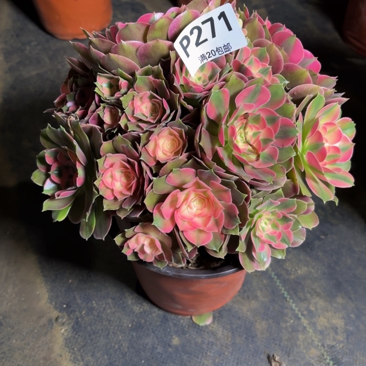 瑞妈，。。。。。。271香妃，