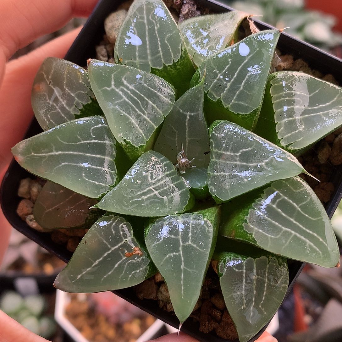 池田月影带盆土发货looo