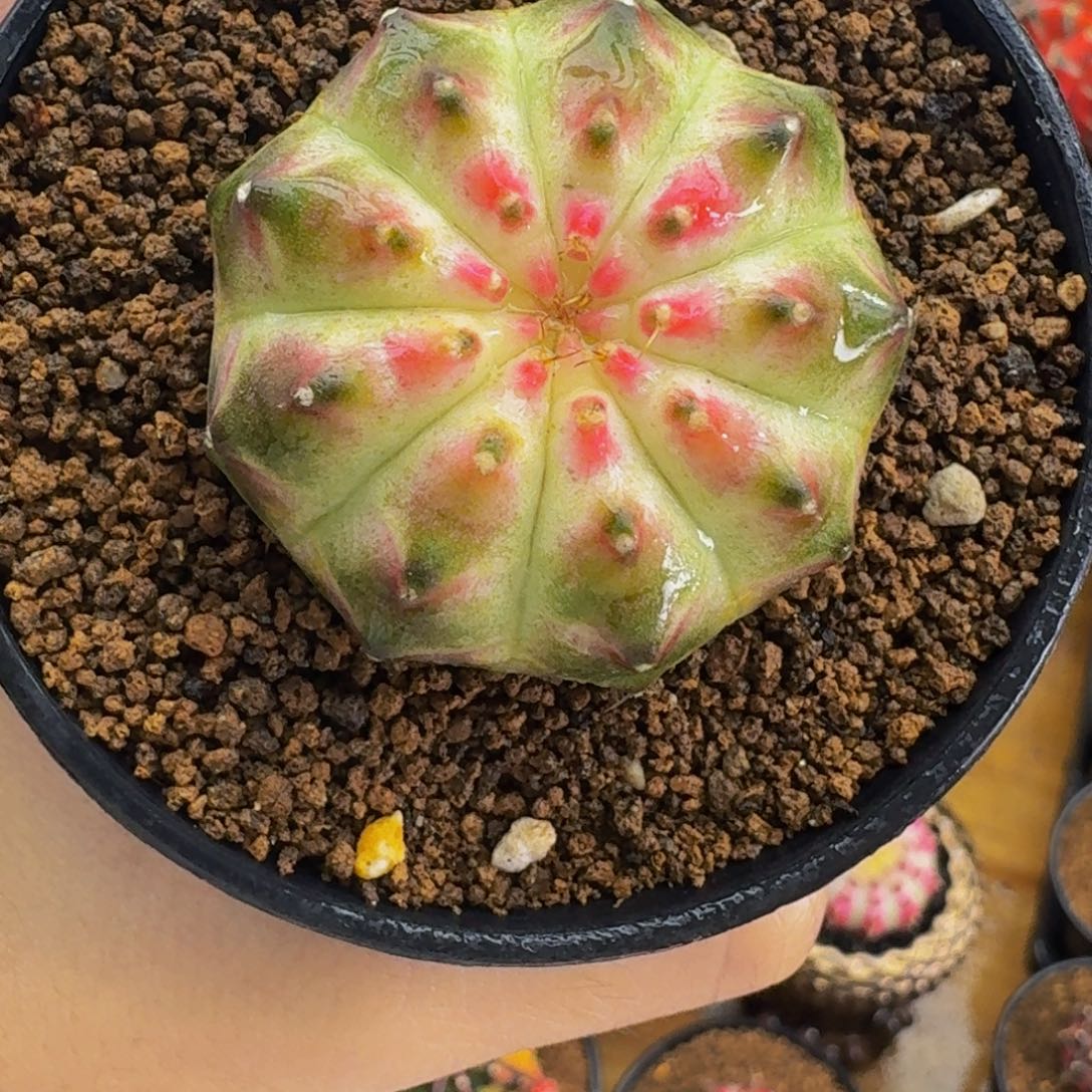 白轮回0000000000009