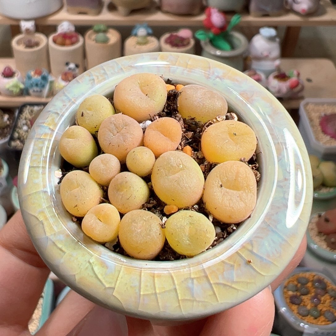 多年来20号空卡佛