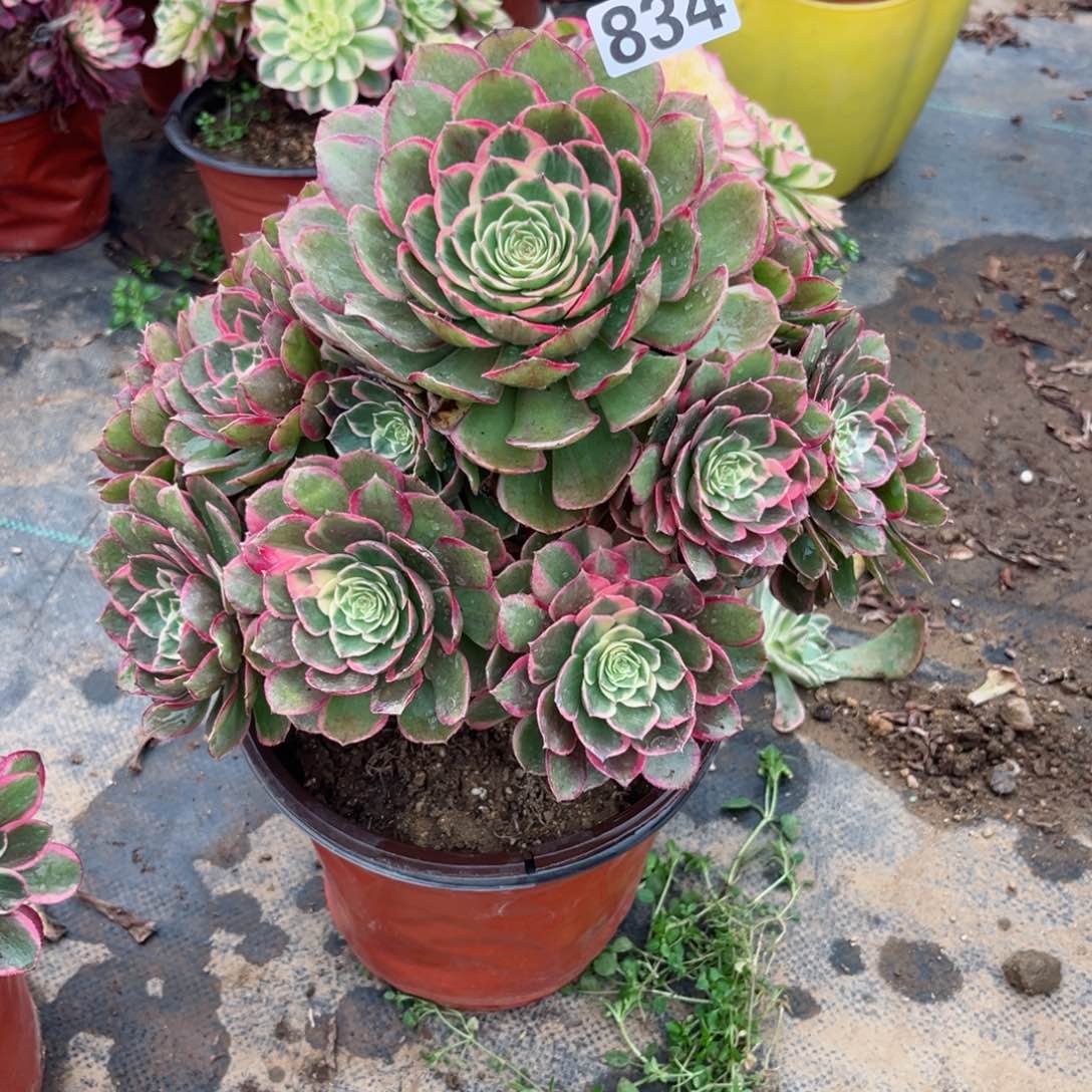 834粉花妖多肉植物