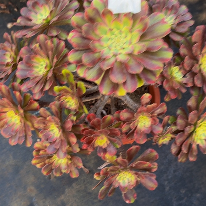 000000000305奥黛丽