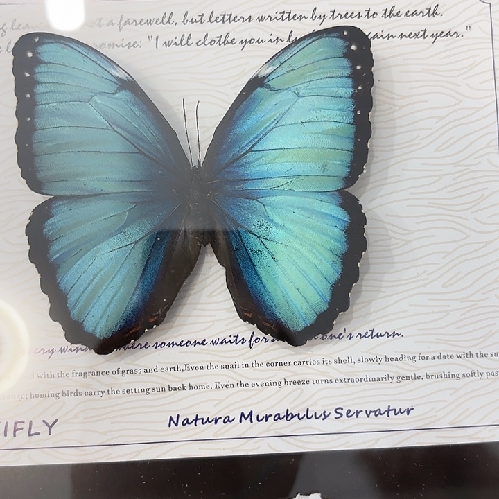 知***樂蝴蝶标本定制157号