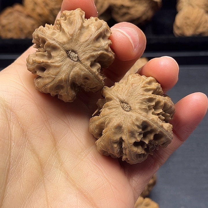 木质类秦岭突突突突突突