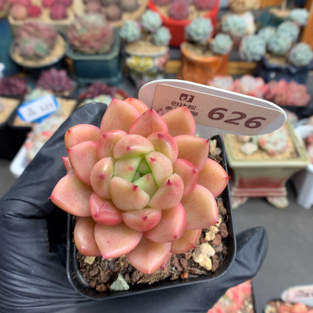 626 晴空珍妮多肉