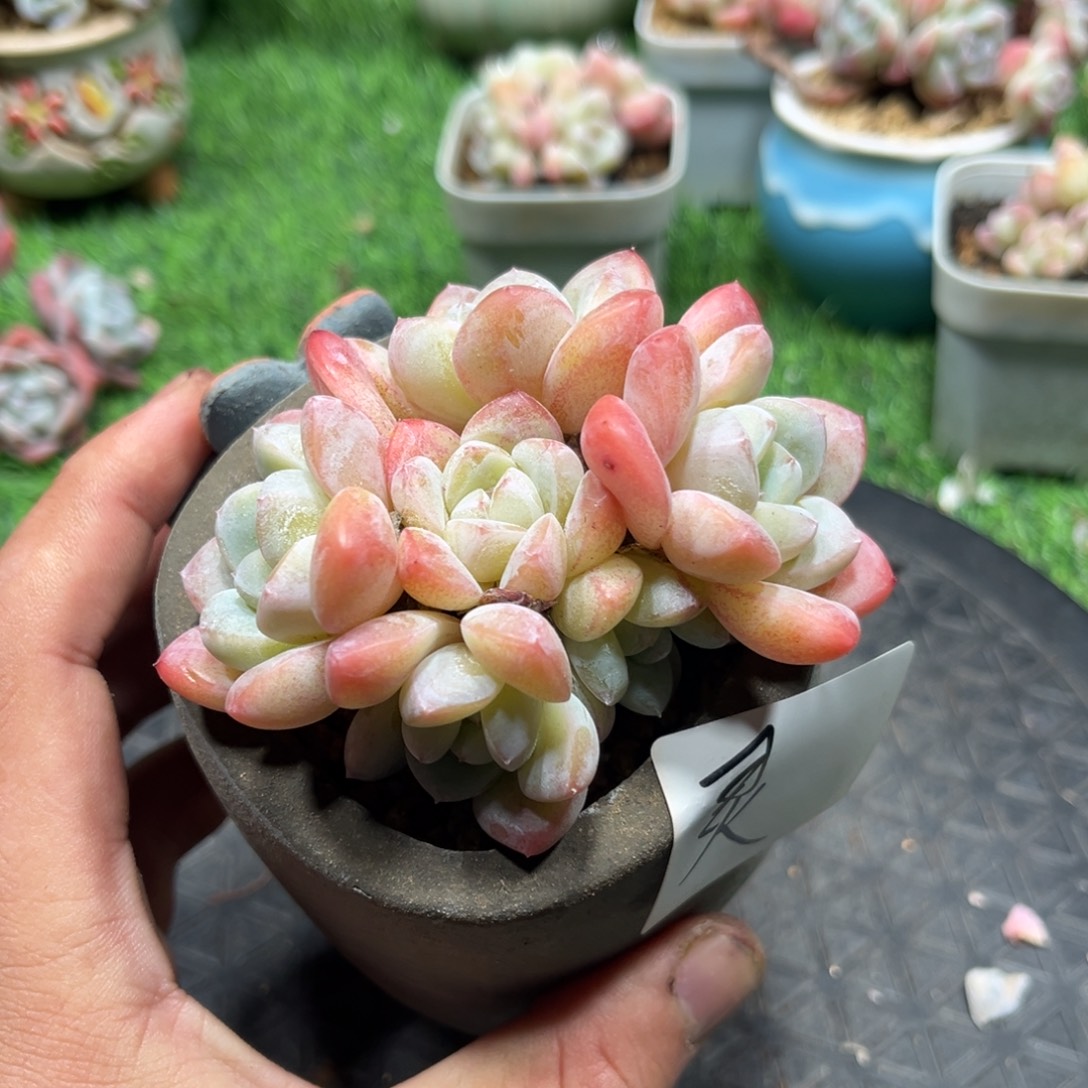灵专拍冰玉老桩群生