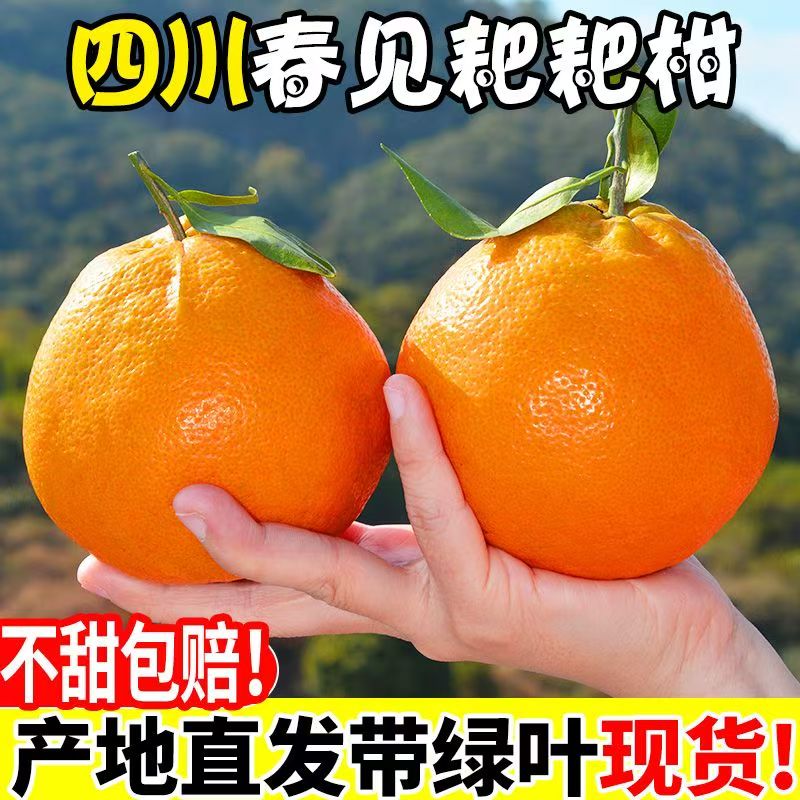 正宗四川春见耙耙柑现摘新鲜水果粑粑柑整箱装HT