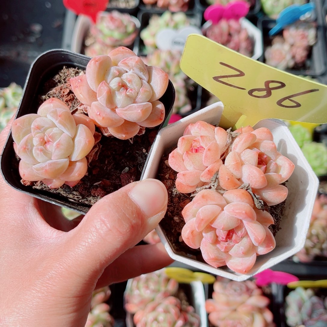 可***泡286号小老桩糖心群