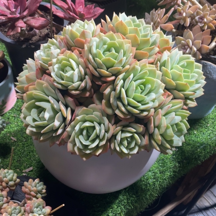 阿***丁谢谢你的支持000000065