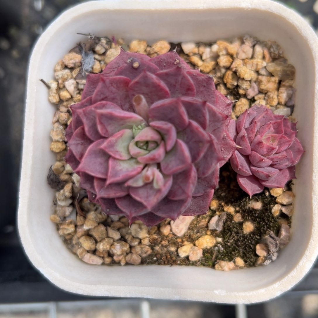 贵货sp 精控多肉一物一拍