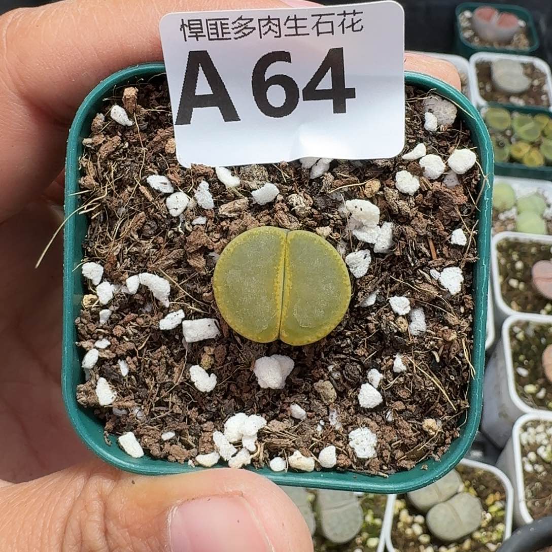 64多肉植物多肉植物