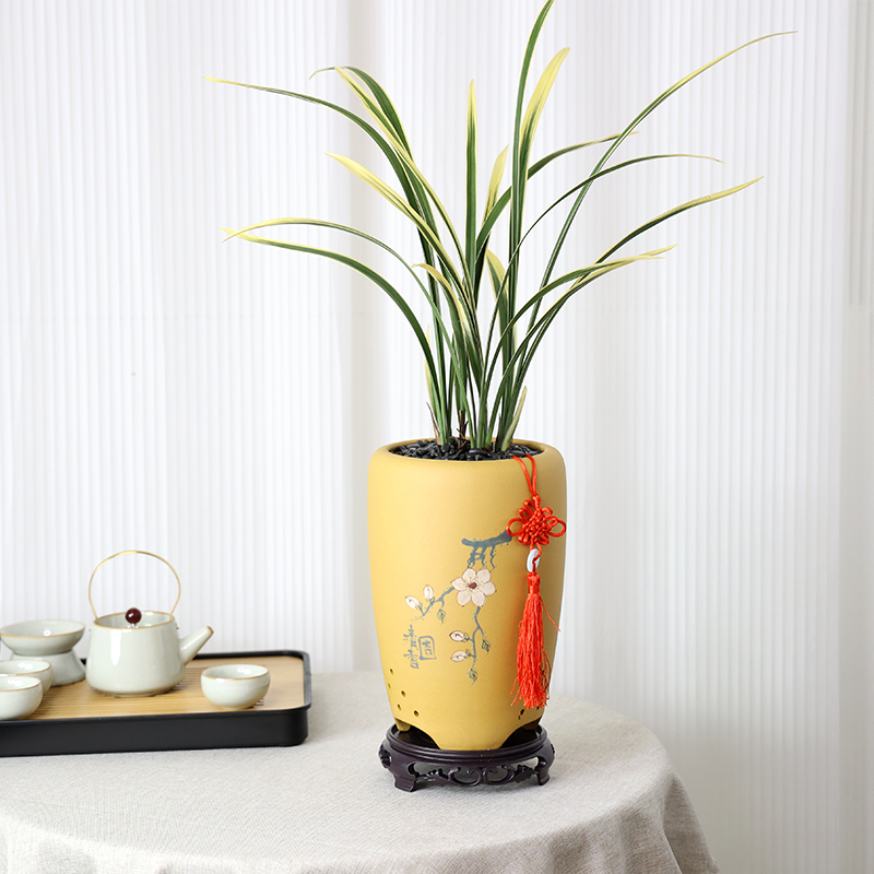 【精品兰花盆栽】高端浓香型建兰名品锦鹤办公室内客厅绿植花卉金边