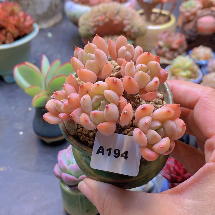 一物一拍含盆土满38包邮A194