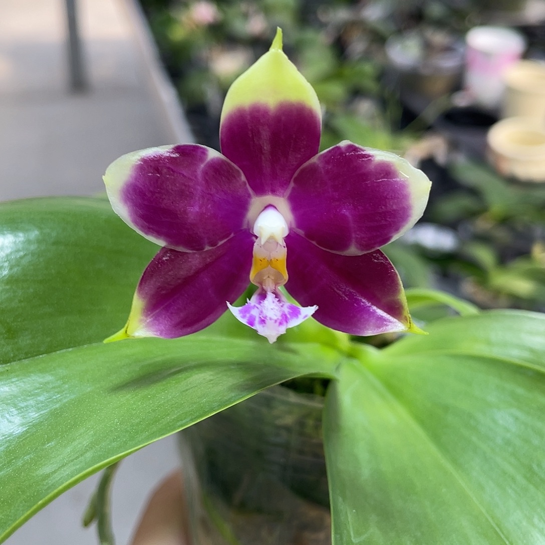 完全开放336号 开花株油辣