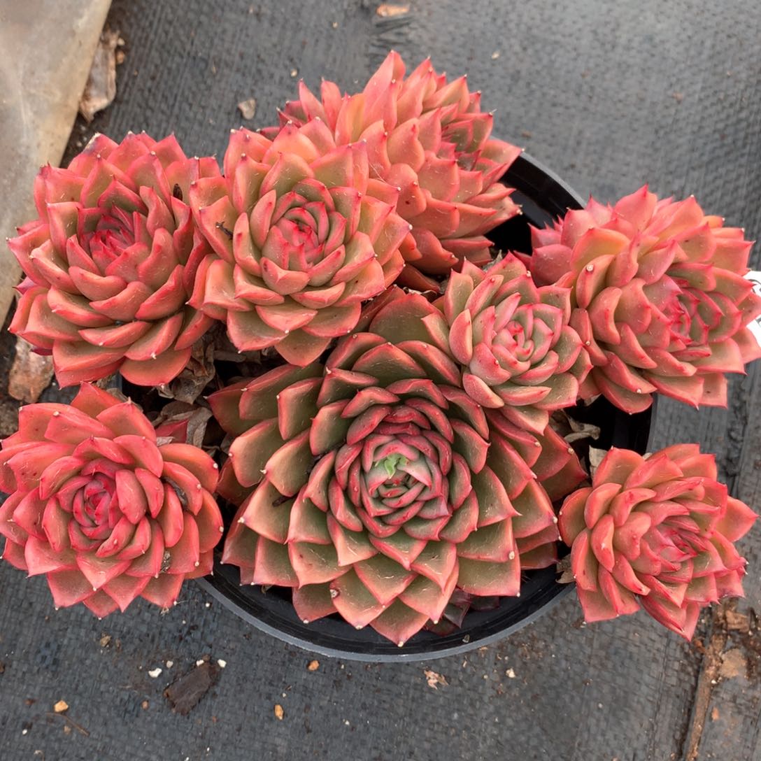 6453不包掉头整散不售后