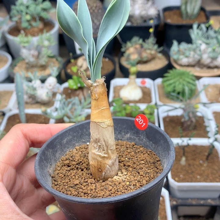 产地巨凤之卵带盆1.5cm