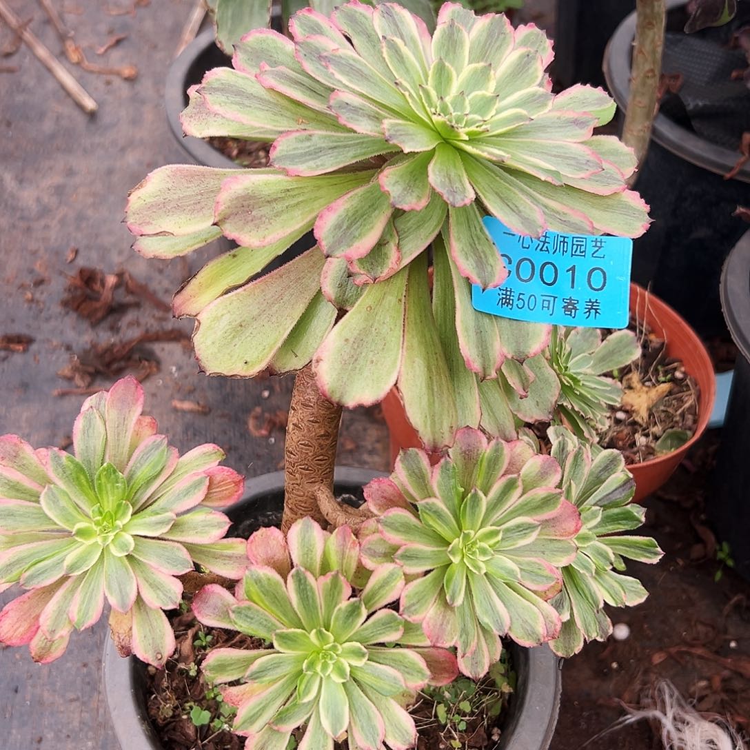 多肉植物0010花脸粉黛