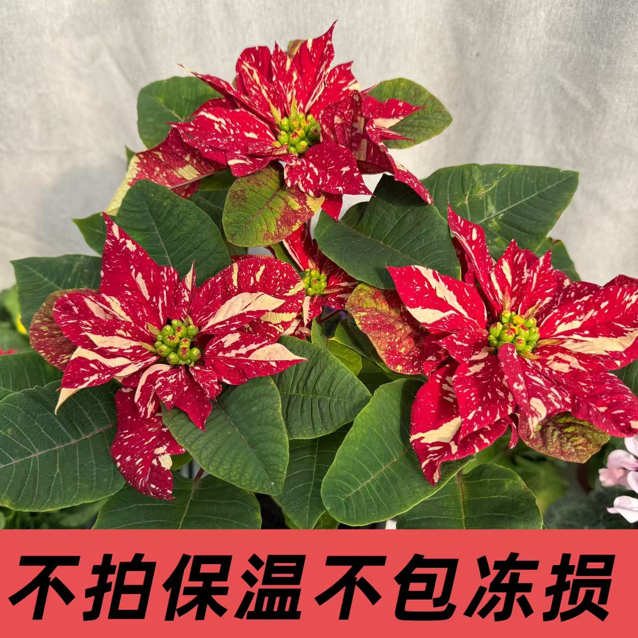 【一品红】特殊花色变异花色室内植物（换盆不售后）