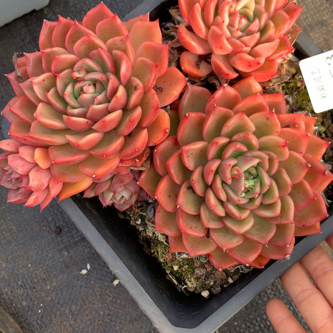 3353杂交精品基地 17厘米