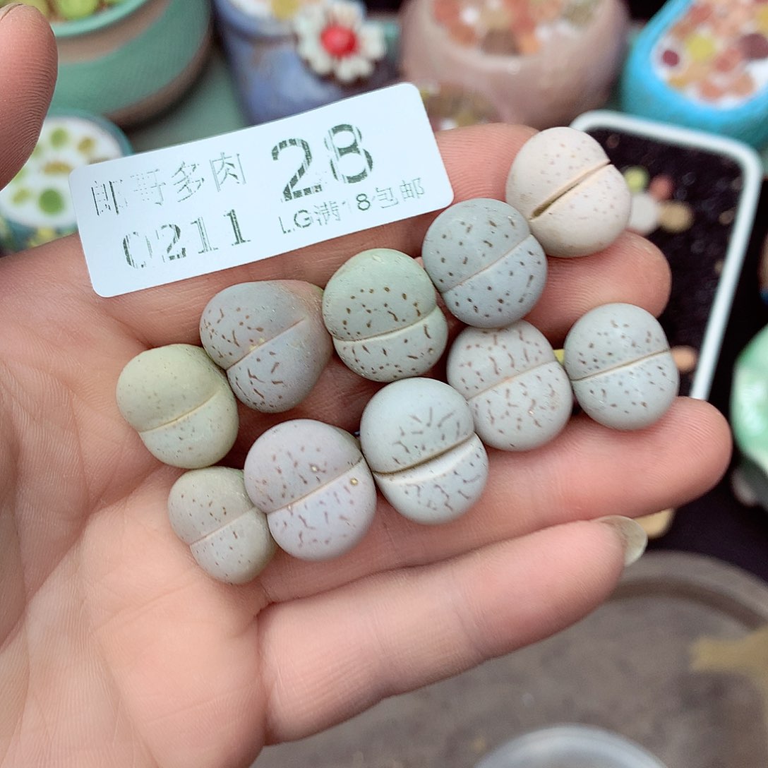 郎哥多肉生石花11-28