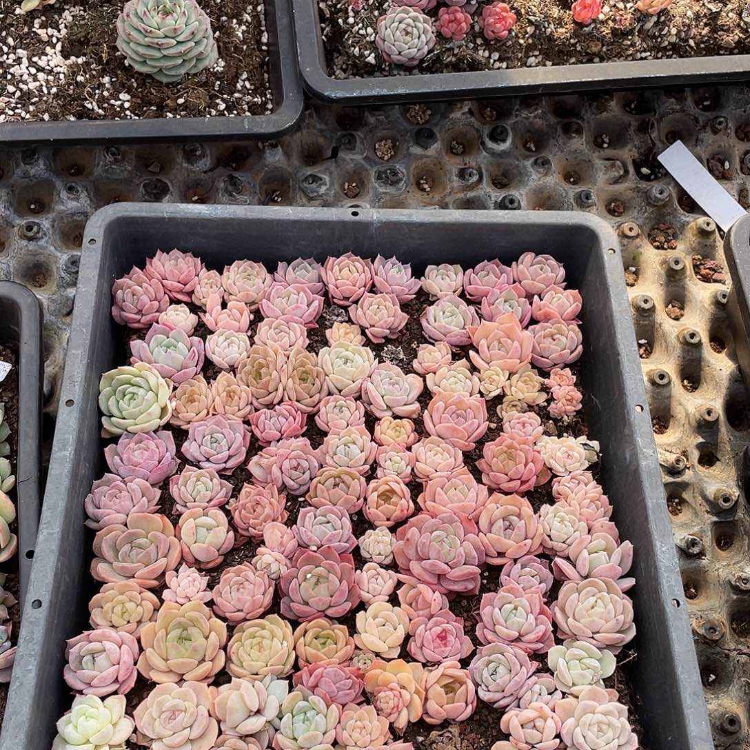 呵***呵220。 定。            