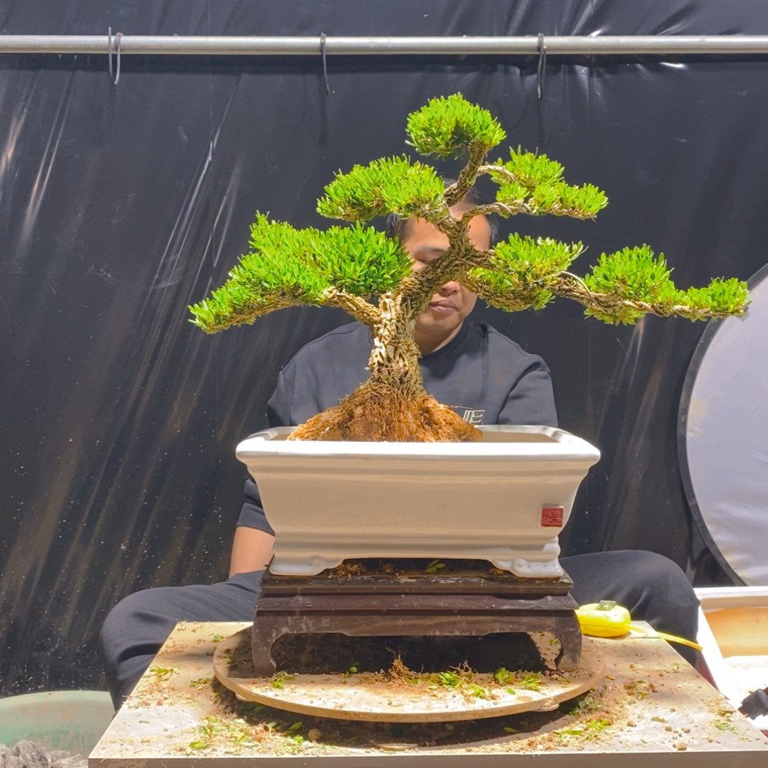 绿植雀舌黄杨盆景软枝
