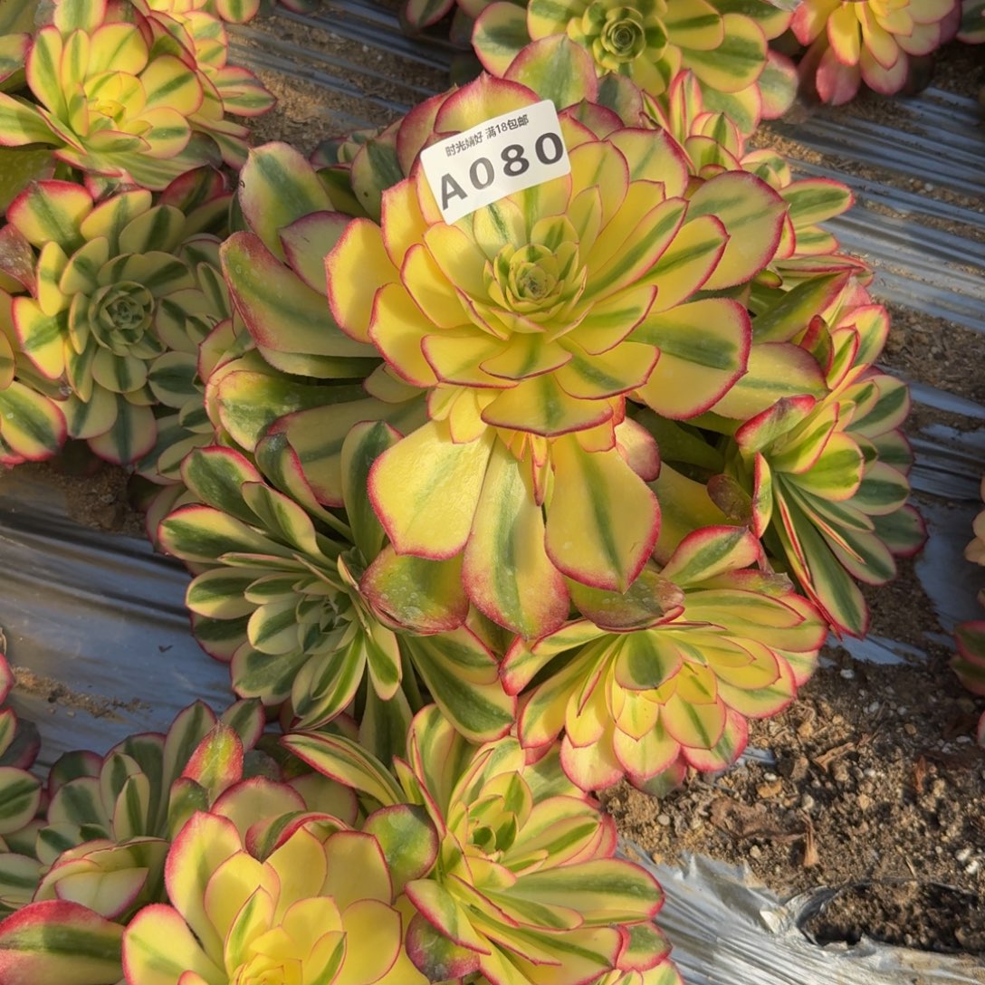 080荔枝。多肉植物