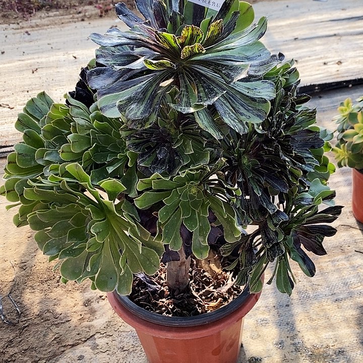 2377水墨丹青多肉植物