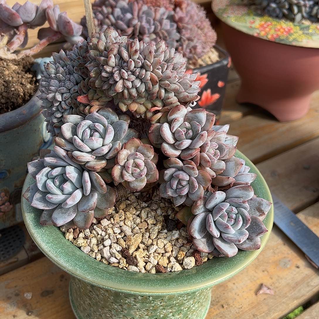 姗***n珊珊补差价星影缀1100