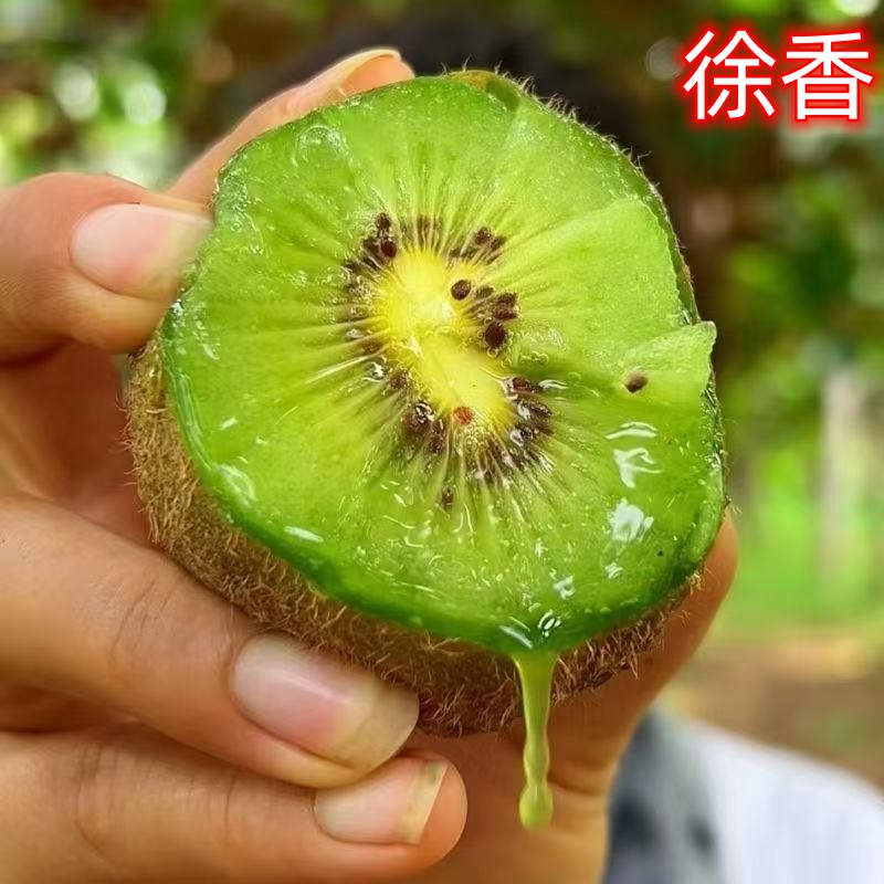 徐香翠香嫁接真品种假一罚十爬藤南方北方种植