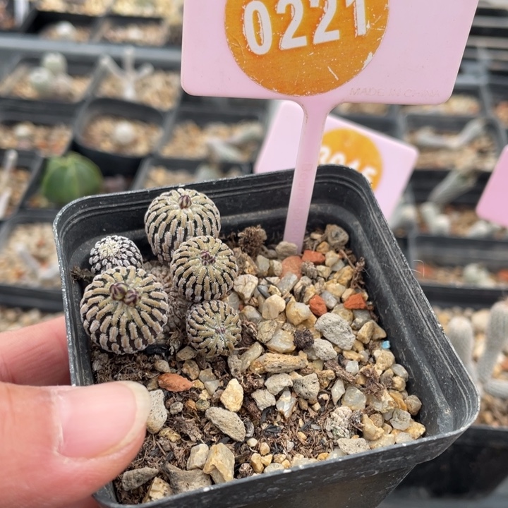 与***约实生2棵0234-0221000000