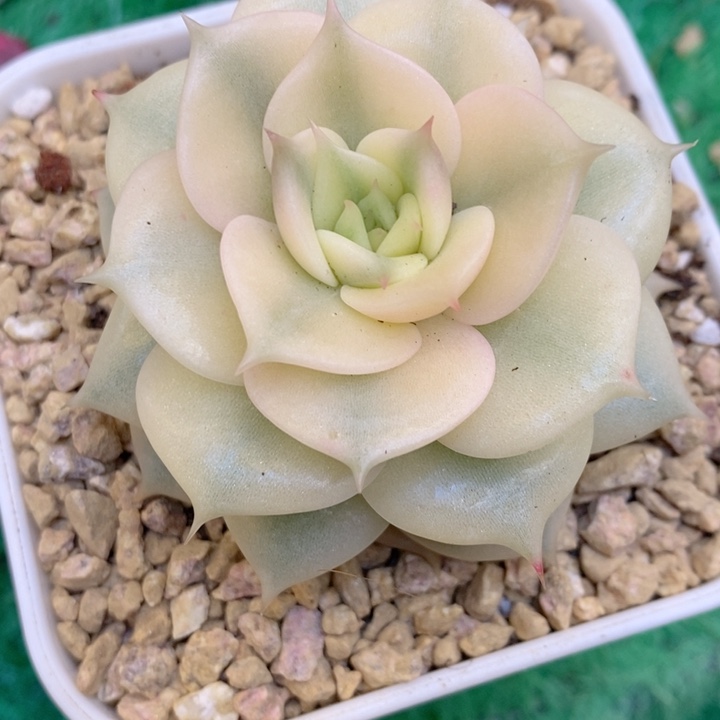 贝加尔湖锦多肉锦