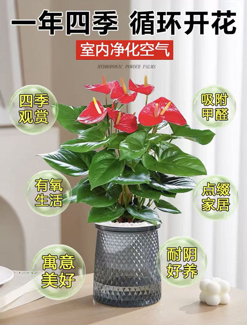 大盆红掌6-10花水培土培带花一帆风顺易活四季开花植物室内好养