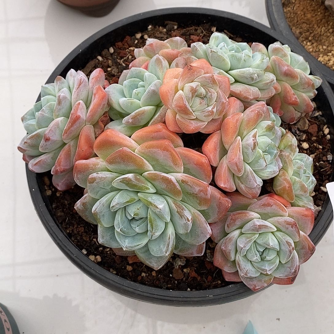 冰玉群生多肉多肉1020