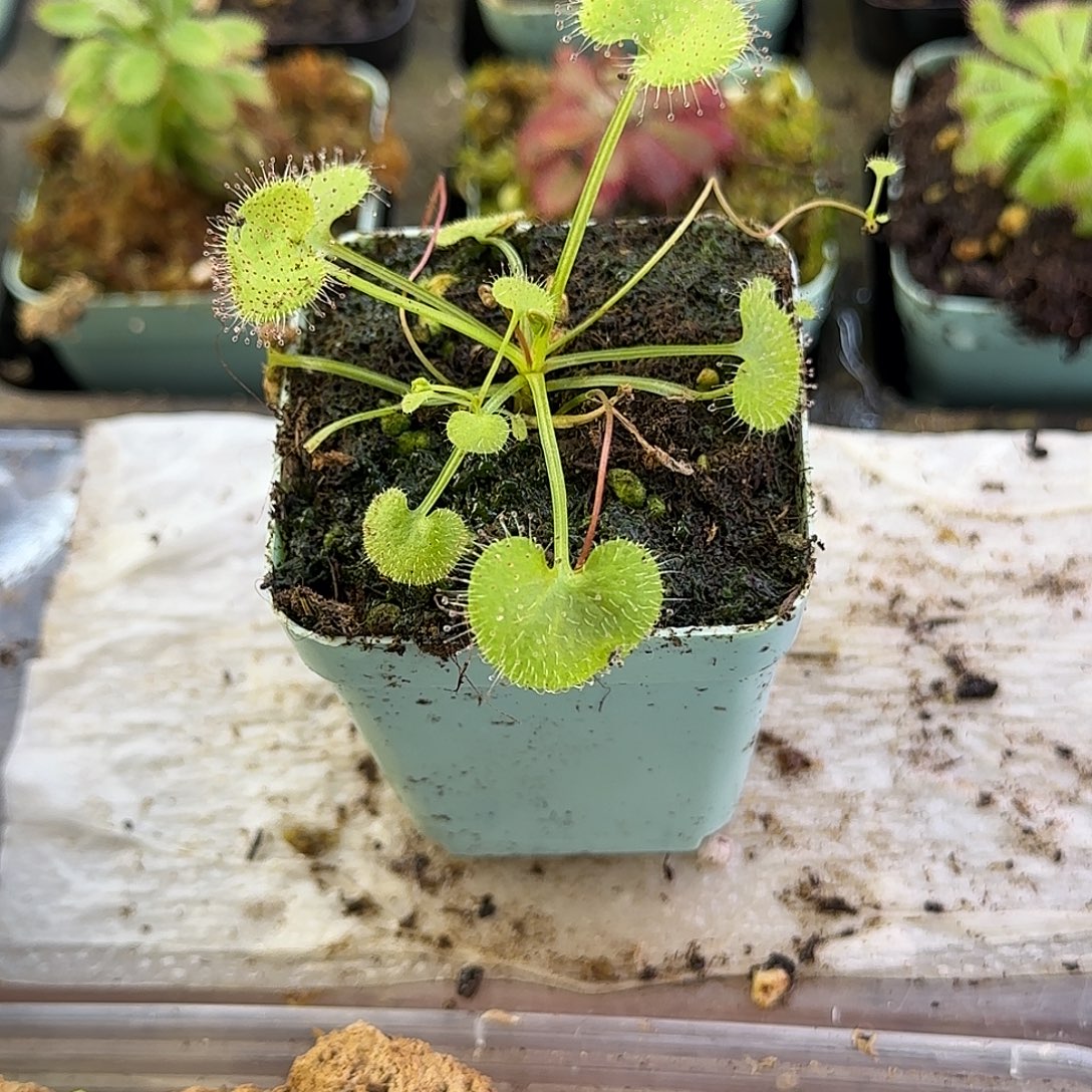 完全开放爱心负子茅