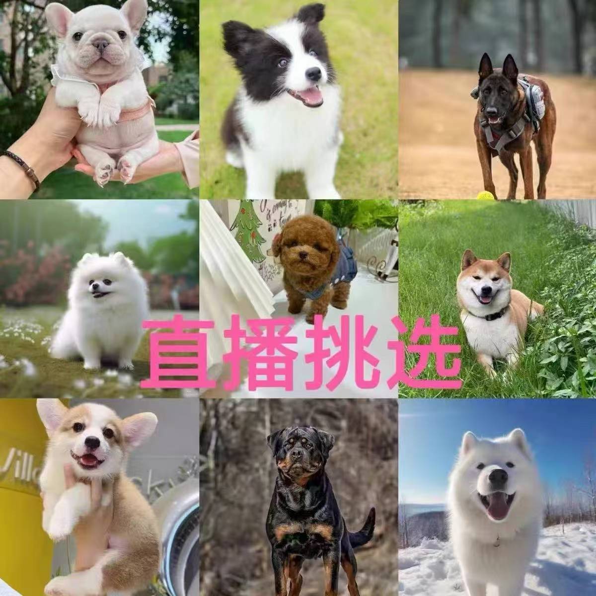 张张直播间挑选串串混血狗狗