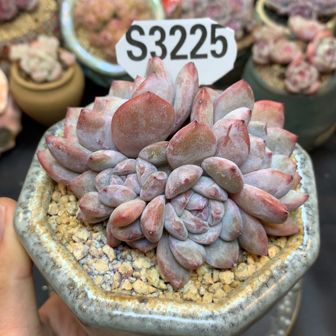 S3225 星影石榴籽紫皮 9.5cm7头 开播福利