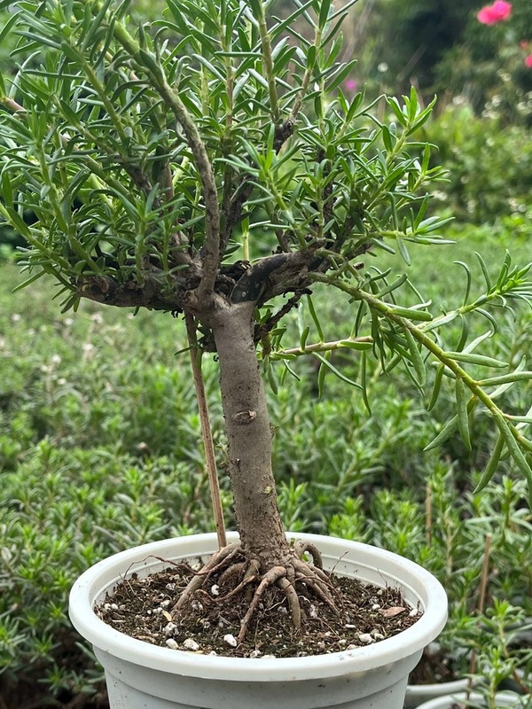 四季重瓣太阳花老桩盆栽阳台花卉四季植物庭院宿根绿植室内外耐寒