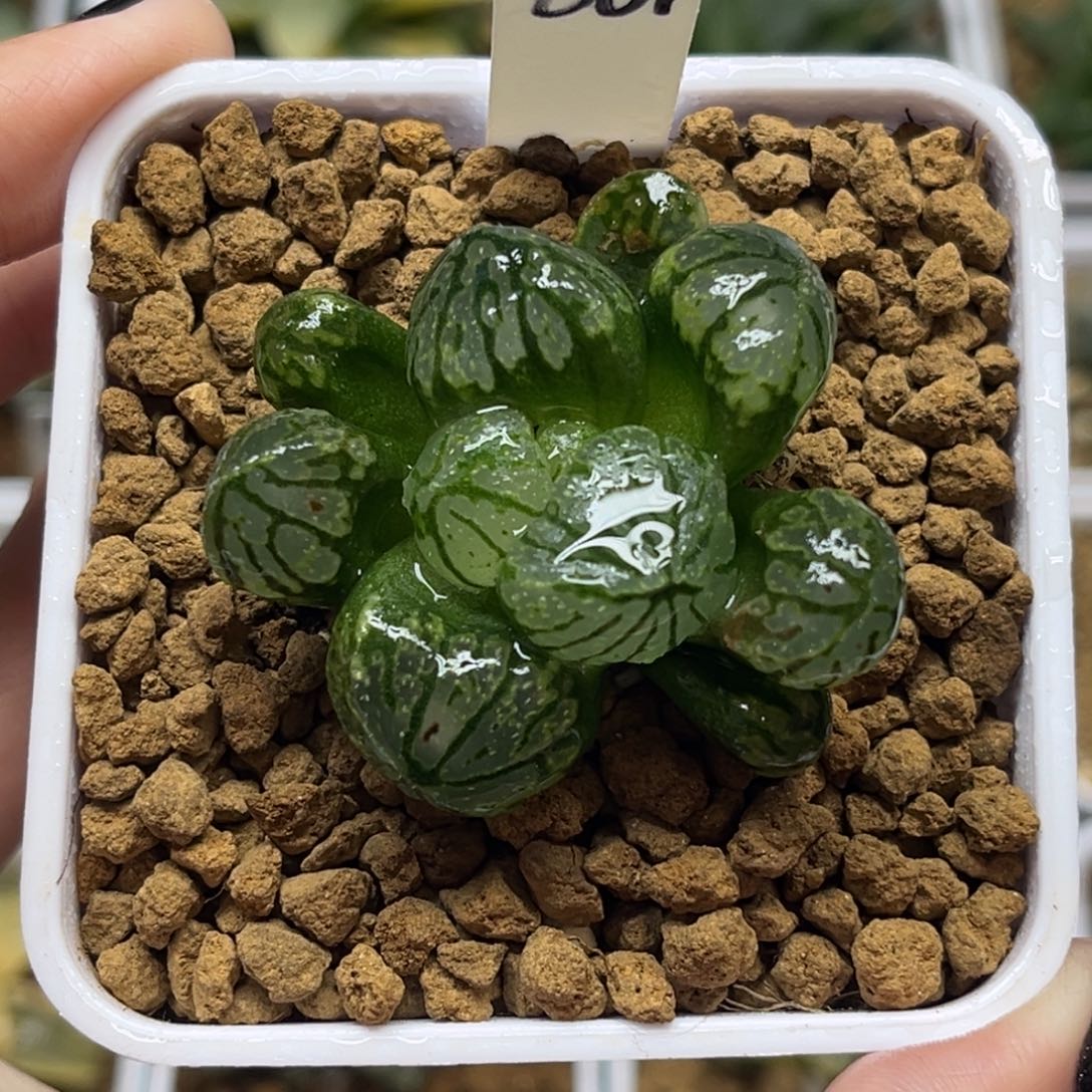 661月光宝盒冰城实生福利专场