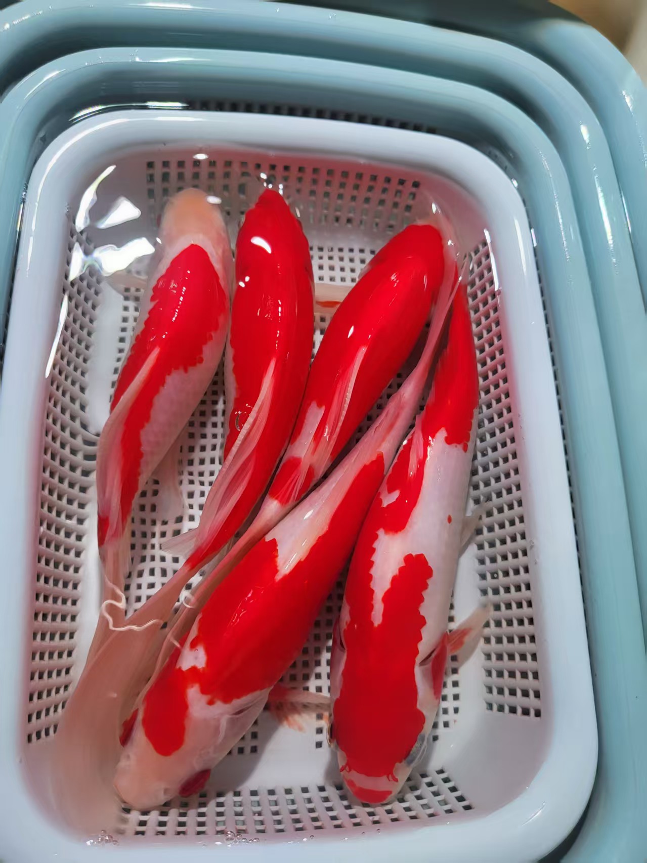 6号【12-14厘米5条红白草金】冷水鱼 观赏鱼