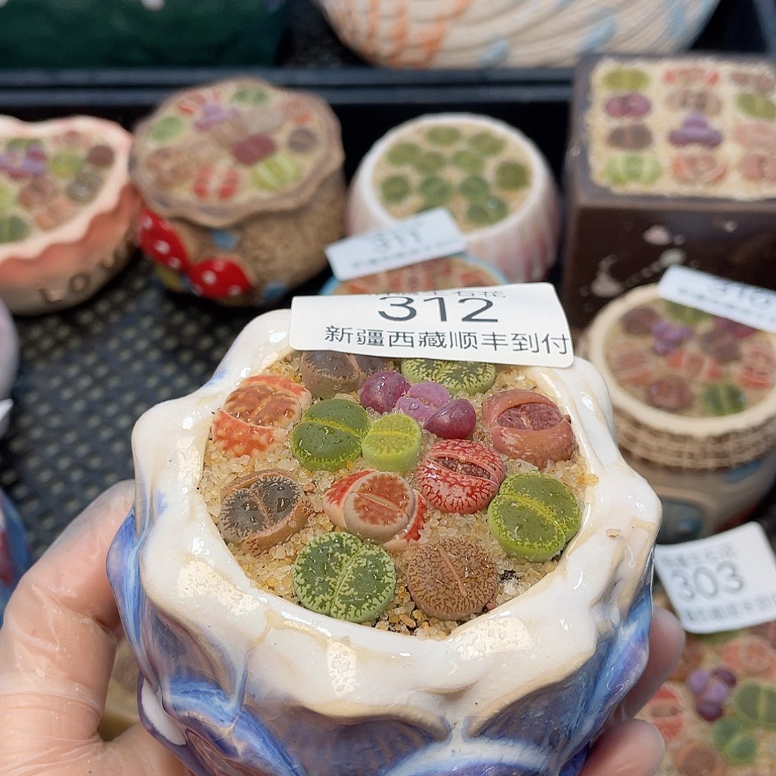 相遇生石花链接312