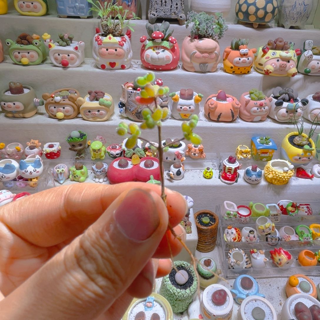 Z*zZ宝专属链接拍拍