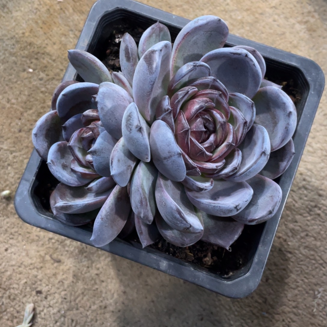 黑橙子多肉冠幅13 公分一物一拍