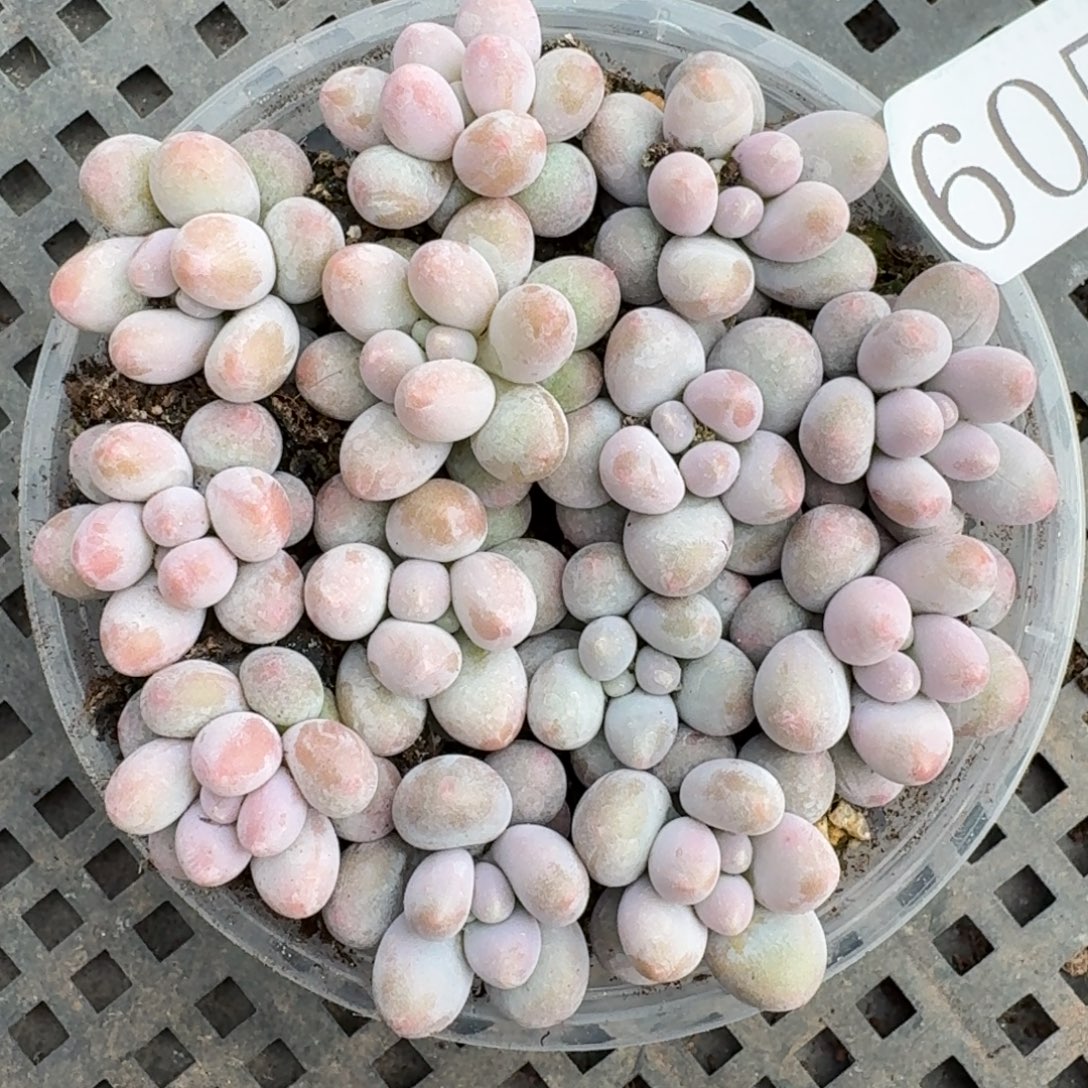 多肉植物多肉植物605蓝莓奶