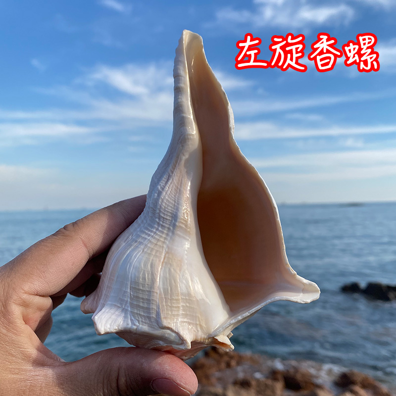 左旋香螺天然海螺贝壳摆件鱼缸造景装饰礼物拍摄道具收藏佳品观赏